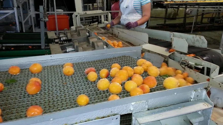 澳洲撿水果、頭髮捲進輸送帶「扯下整塊頭皮」　公司賠250萬