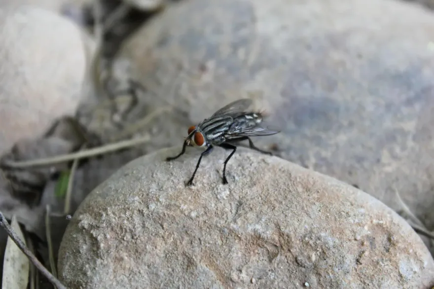 男童眼睛爆痛就醫「夾出11隻活蛆」　醫：非前所未聞　住河邊、農村更常見