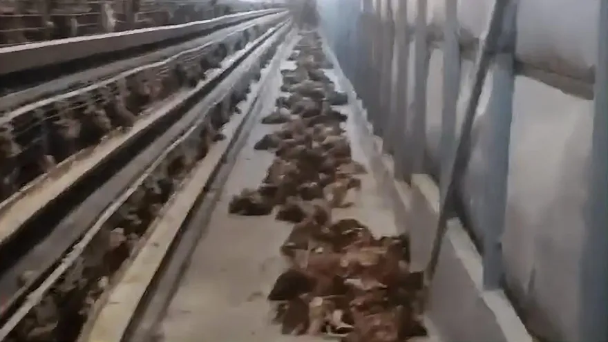 影/天熱遇斷電「雞籠成蒸籠」　4000隻雞活活熱死！老闆崩潰：一夜87萬沒了