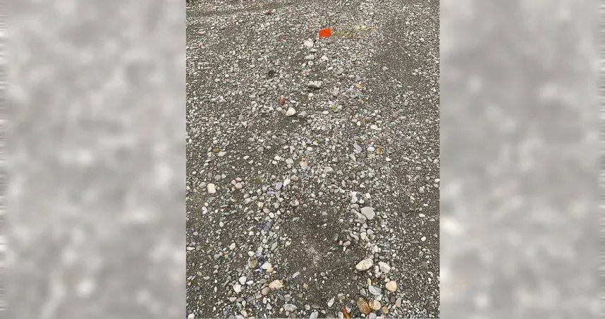 保育類小燕鷗棲地「百顆蛋一夜消失」　疑被人撿走