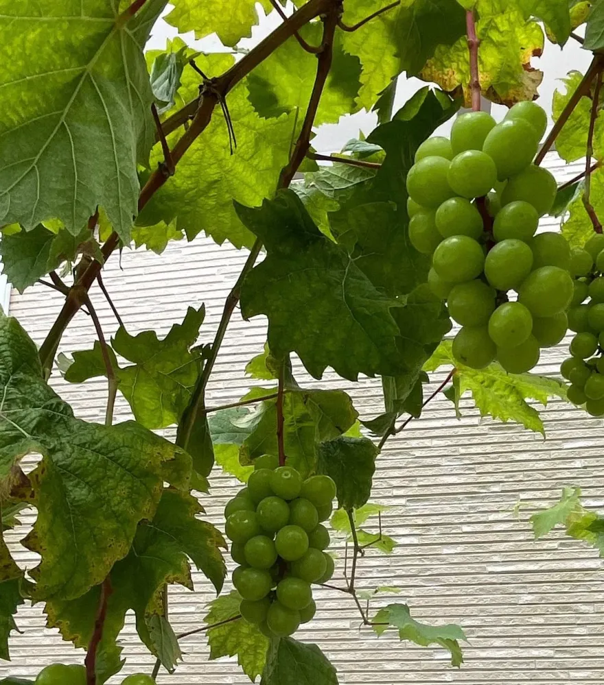 「葡萄界愛馬仕」遭病害...果實「虛蕊蕊」找不出原因　果農憂血本無歸