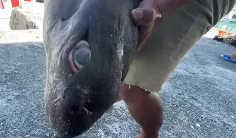 台東捕獲深海黑怪！「無鱗片、大眼」特異外型引熱議　專家曝：易危物種