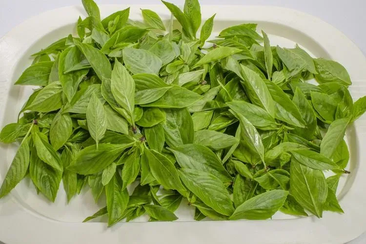 羅勒家族3植物外觀、氣味皆不同！農糧署：氣味最濃郁是「它」