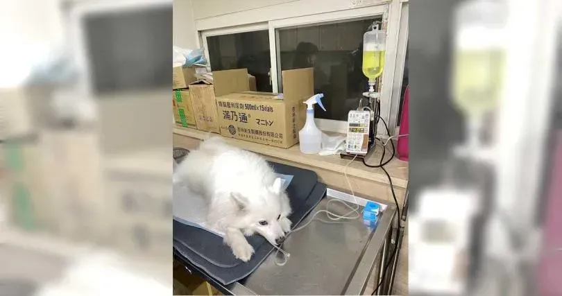 狐狸犬隨翁散步慘遭獒犬追咬喪命！　肇事飼主下場慘了