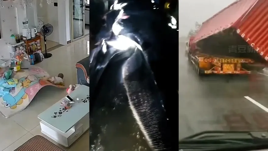 影/好「鯨」人？颱風泰利二次登「陸」傳將鯨魚沖上岸　官方回應：未收到相關情況