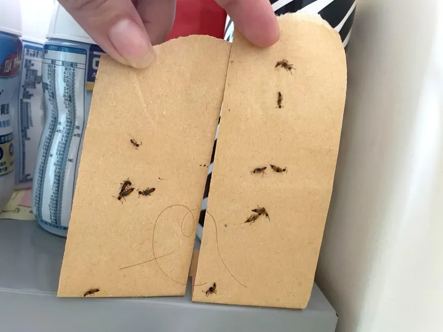 屁股發癢、灼熱感竟被「隱翅蟲」咬！水泡、紅腫恐釀「蜂窩性組織炎」