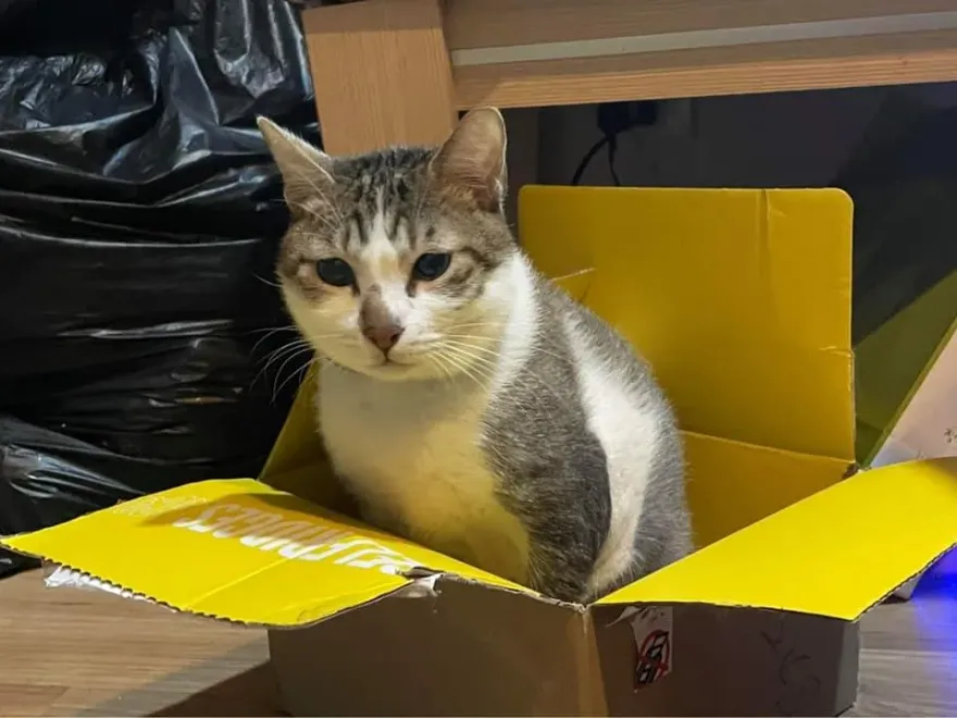 蘆洲男虐死貓「茶茶」遭判7月　《動保法》入獄首例