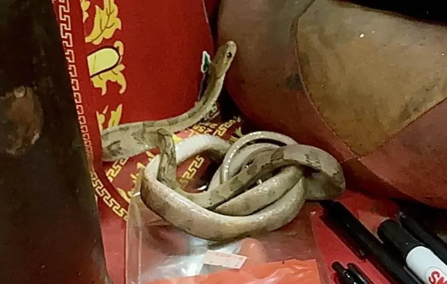 南投天受宮「端午靈蛇」今年終於報到！遲到快1個月颱風天赫然現身