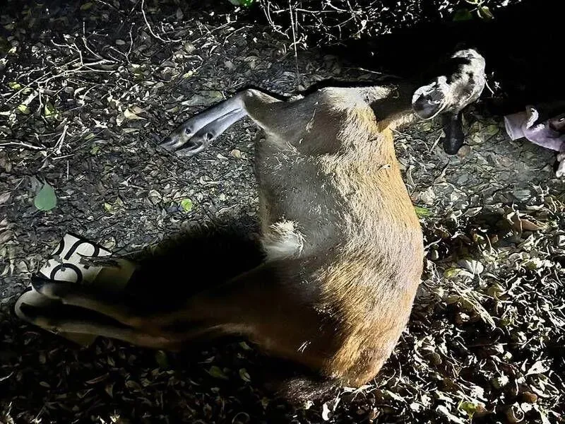 彰化八卦山水鹿遭路殺頻傳　設立告示牌提醒友善對待