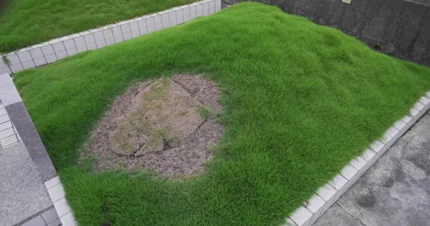 墳上草皮被挖走！彰化男掃墓驚嚇「祖墳遭盜」　一查原來是太乾草死掉