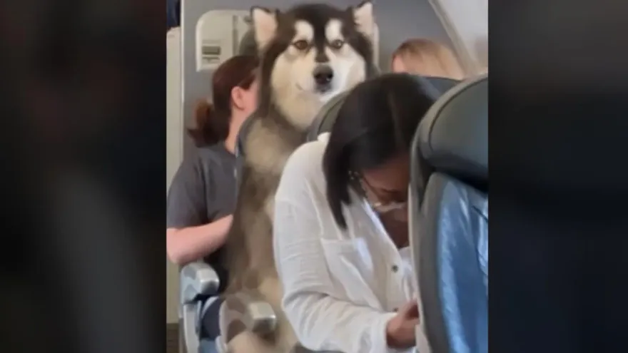 影/飛機出現毛茸茸可疑乘客！哈士奇「正襟危坐」怕露餡　汪：偶是人類