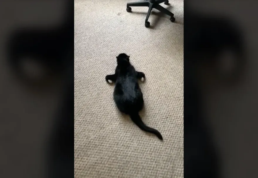 影/賓士貓謎樣睡姿「飛航模式」開啟中…飼主笑翻 網瘋傳：是烤雞還是青蛙？