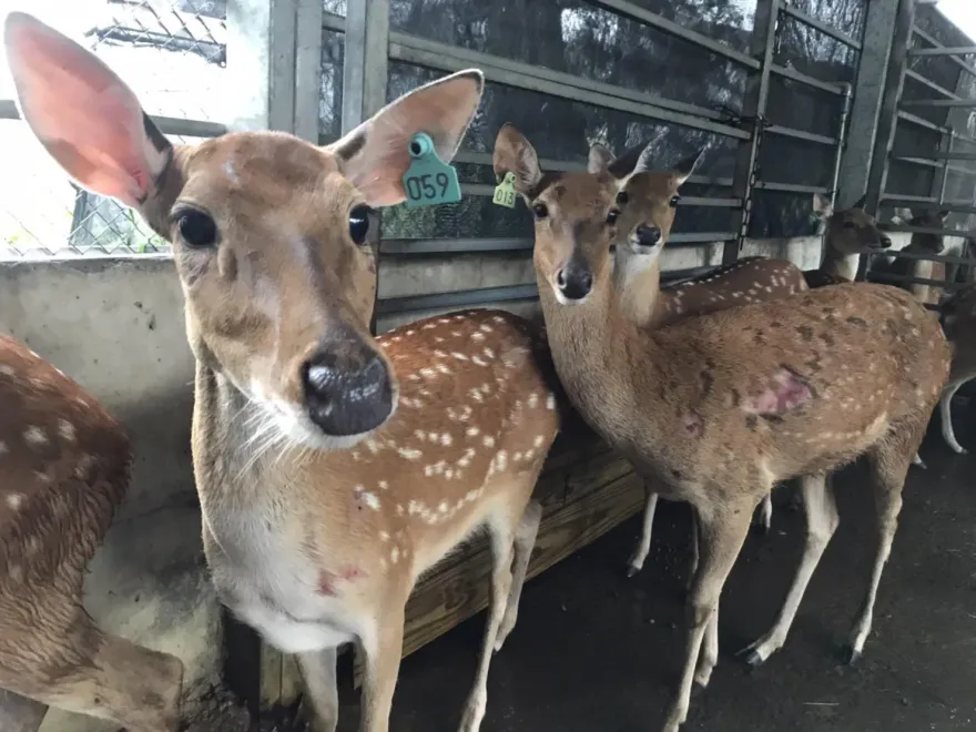 颱風夜不速之客！竊賊潛入鹿園抱走2小鹿　1隻成年公鹿遭捆綁…警鎖定嫌犯追查