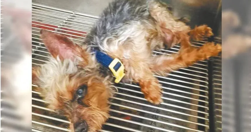 高雄天兵飼主以為愛犬身亡　裝袋丟水溝「全網開轟」！違反動保法開罰