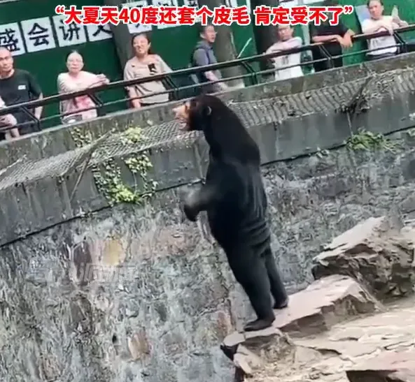 影/工讀生假扮的？黑熊賣萌互動「太像真人」　動物園無奈揭真相