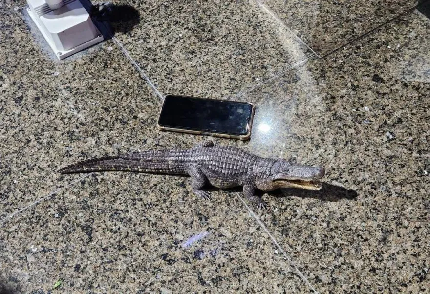 高雄凹子底公園「驚見鱷魚」！瞪眼張大嘴民眾嚇壞　男子網購惡作劇被捕