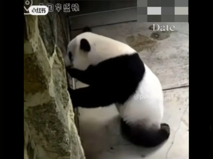 熊貓下跪乞食！旅美熊貓「美香」一家驚傳受虐：拿蔥沾辣椒醬餵食