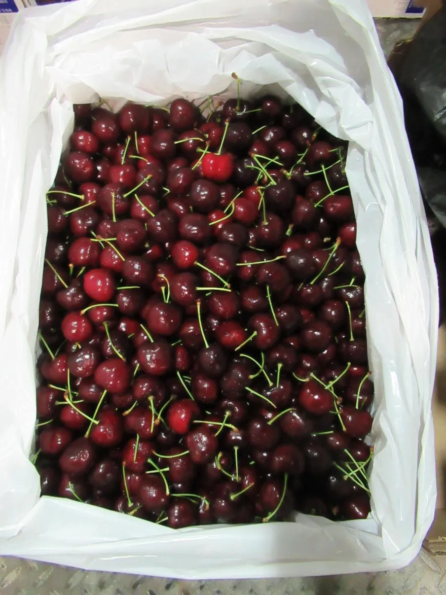 快訊/美國進口櫻桃6批「農藥殘留」　一口氣18708公斤全銷毀