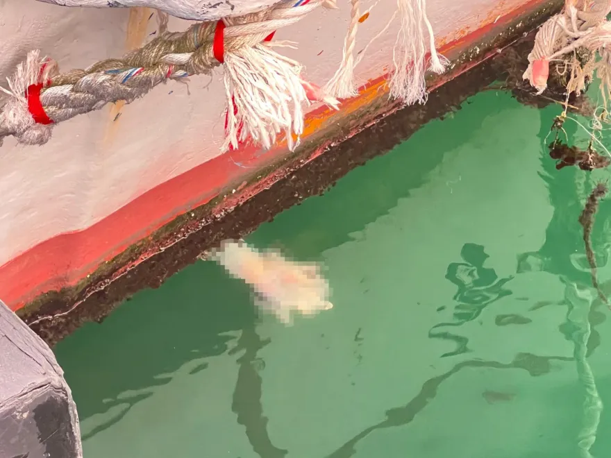 快訊/旗津漁港浮屍卡船底！打撈上岸驚見「腰綁磚頭」不排除他殺