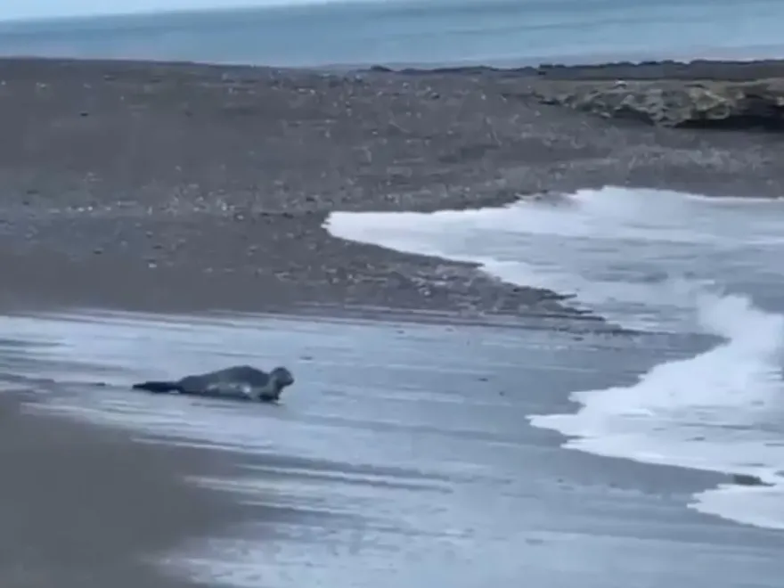 影/屏東海灘「驚見海豹」！狂抖肚肚跳進大浪　海生館澄清了