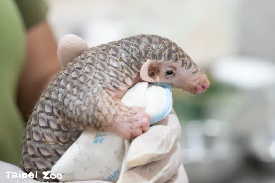 北市動物園「穿山甲生了」！寶寶今滿月「圓滾滾亮相」超萌