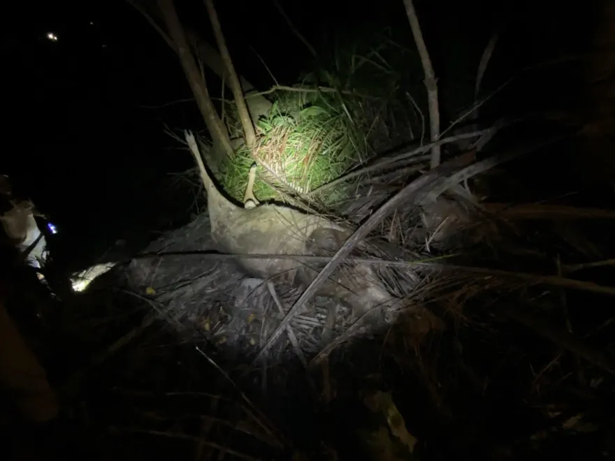 恆春驚見「2無頭鹿」橫死草叢　惡嫌偷走「鹿茸」屍身長滿蛆飄惡臭