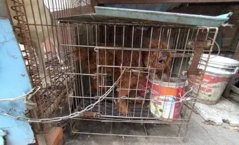 彰化嚴重虐犬事件？紅貴賓跛行毛髮打結　和米克斯「關生鏽鐵籠餵廚餘跟青苔水」