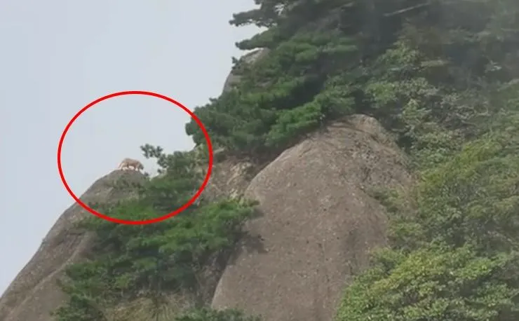 影/遊客到黃山拍下「雲豹」身影好興奮　專家一看秒潑冷水：這是大橘貓啦！