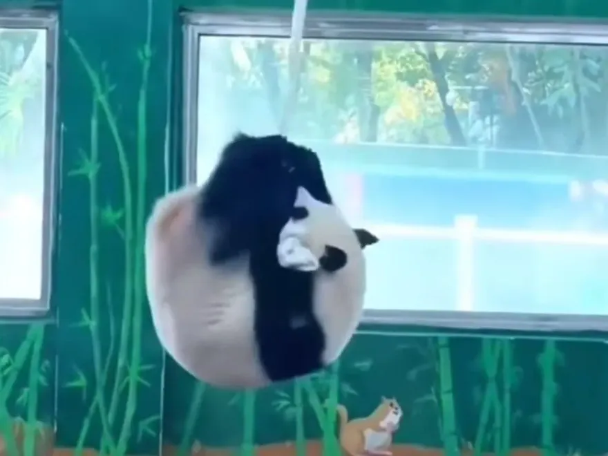 貓熊「做空中瑜珈」！高空抓繩轉圈圈　網笑翻：貓熊界蔡依林