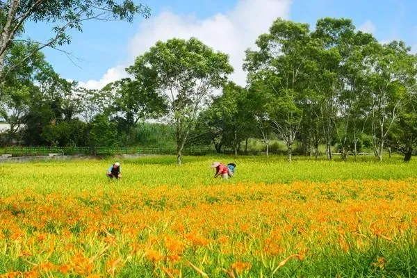 愛在七夕/花蓮金針花季開跑　六十石山、赤科山綻放金色花海