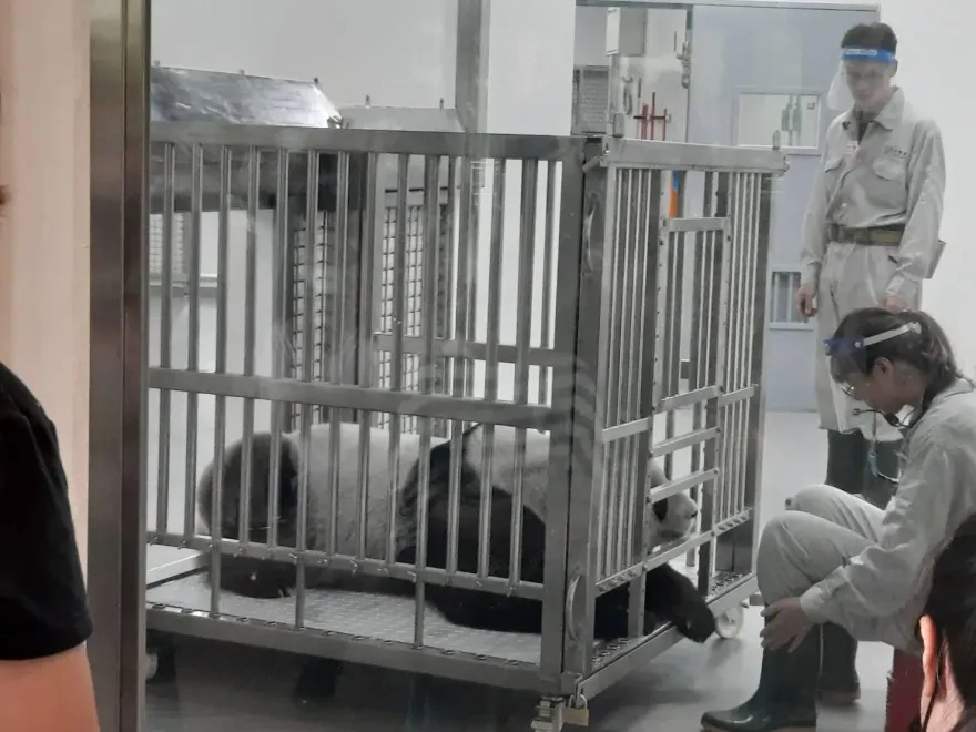 大貓熊圓圓「訓練到一半落跑」！保育員尷尬恭請回來　超萌畫面曝光