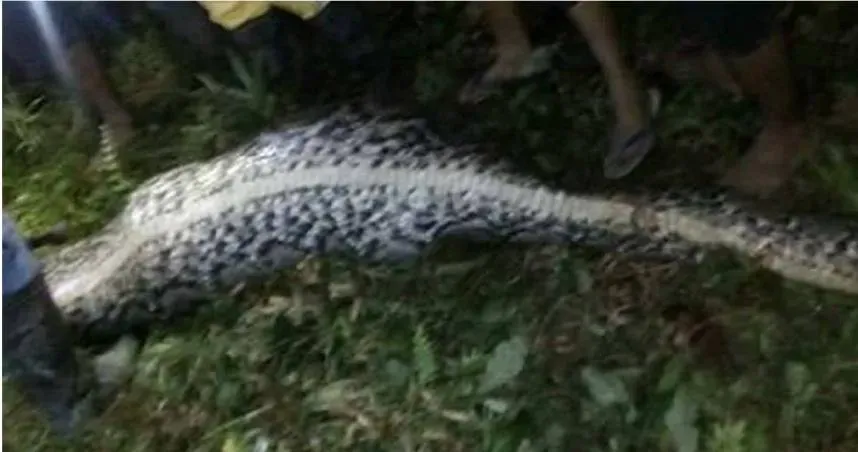 男子離奇失蹤！村民剖開巨蟒蛇肚「驚見整具遺體」