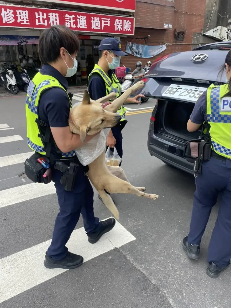 影/擅闖民宅！貪玩毛小孩走失　竟要員警「抱抱」專車護送回家