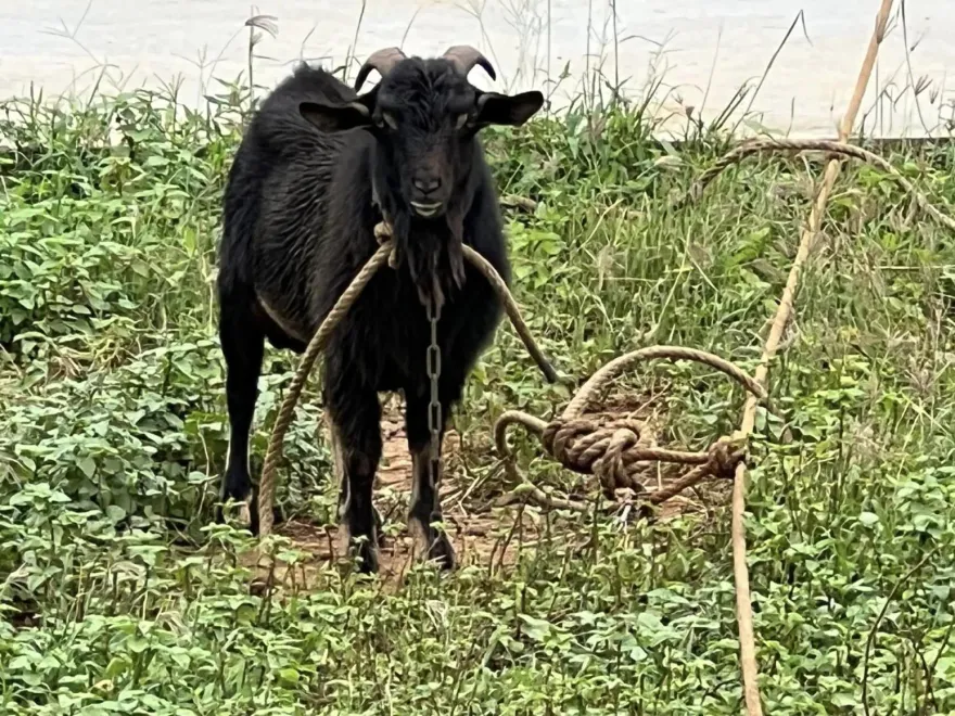 影/咩咩也MeToo！澎湖七美發情「公羊」見人就「上」　飼主包紅包洗門風