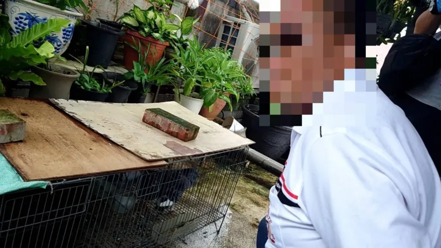 影/鴿的逆襲！土城警破大型擄鴿集團　清查不法獲利240萬13人受害