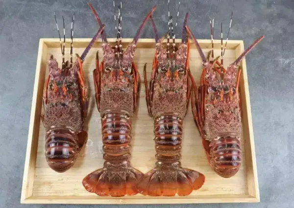 限量200隻！高雄「捐血送龍蝦」　時間、地點揭曉