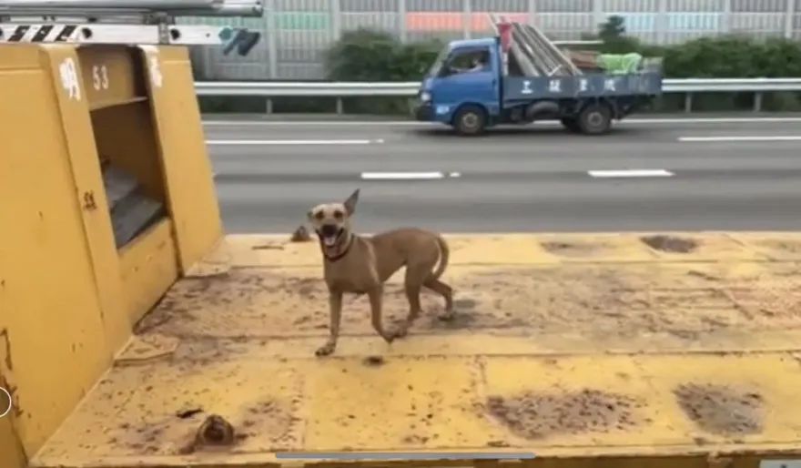 影/你好！國1楠梓段曳引車托架載黃狗兜風　最高罰1萬8千