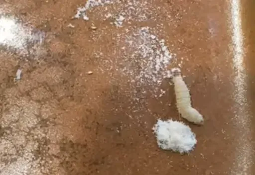 噁！好市多麵粉剛開「就見活體蟲蟲」蠕動ing　網爆：不只一次、下次用濾網篩