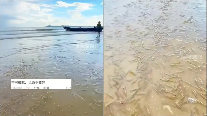 影/廣東海灘突然湧現大量海蝦　網友嘲：寧可被白灼不願核污染