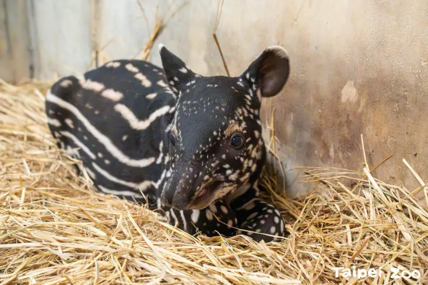 馬來貘寶寶滿月啦！台北市立動物園「徵名活動」開跑