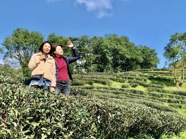 健康飲品新選項！用台灣在地農作打造活菌康普茶