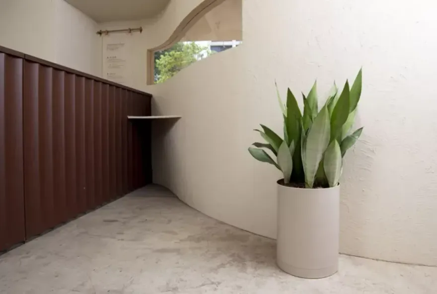 鬼月奇談/家裡放植物也能擋煞　這2款擺家門口趨吉避凶又美觀