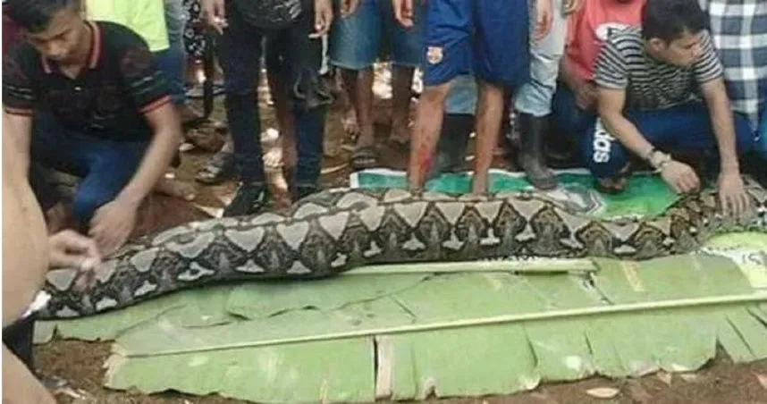 遭8公尺巨蟒活吞！居民見蛇身凸起　切開發現失蹤婦「整具屍體」