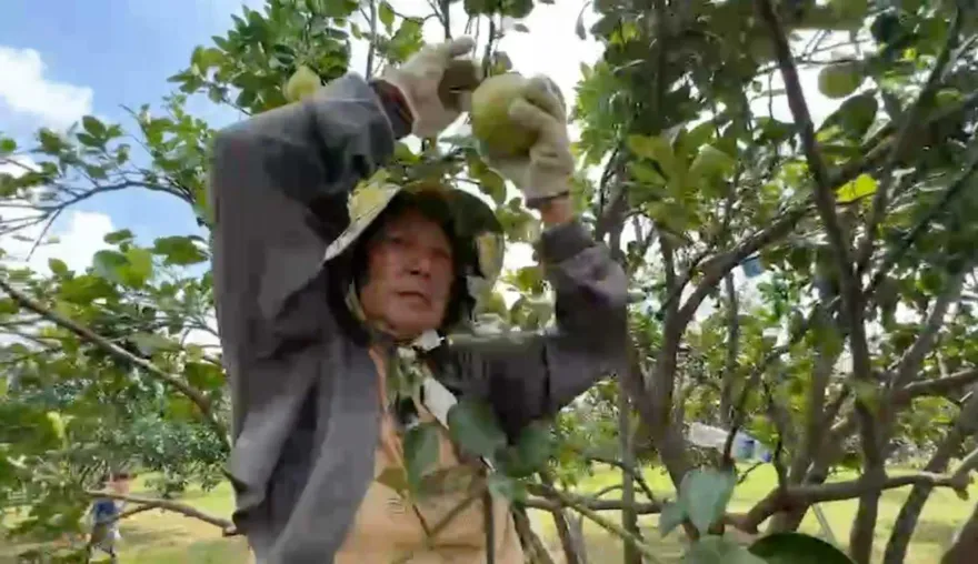 影/趕在蘇拉前面！麻豆文旦大搶收　柚農總動員搭支架防風