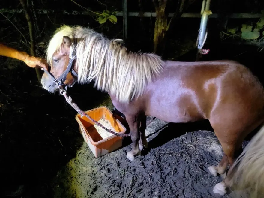 影/有馬片！壯圍脫韁公馬奔馳大街　轎車遭撞「鈑金凹」、飼主不願賠