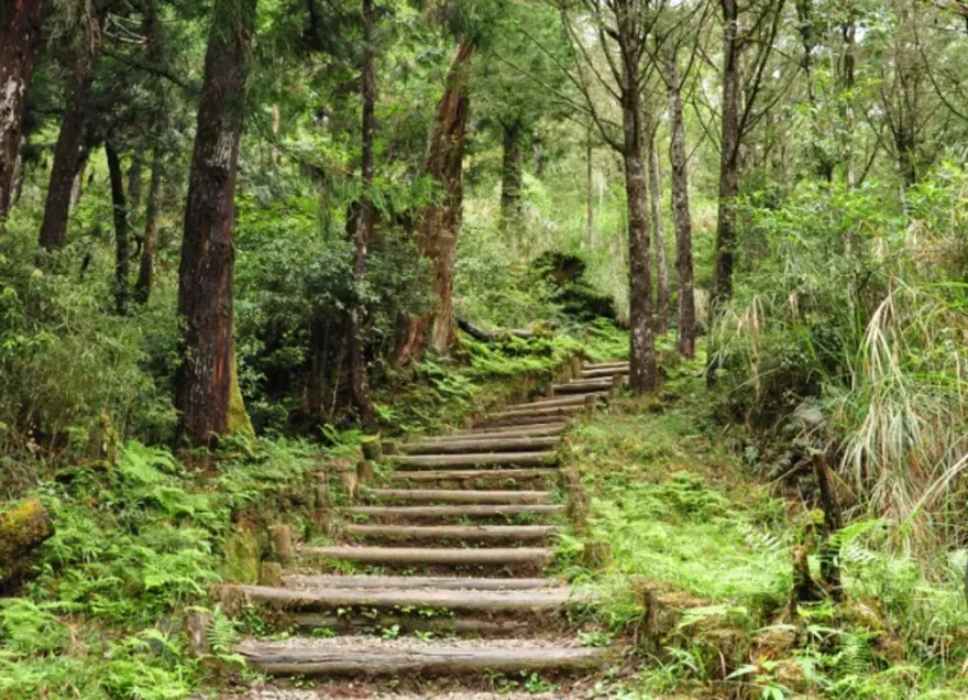 颱風蘇拉直逼台灣！國家森林遊樂區擬29日休園　林業署呼籲：暫不登山