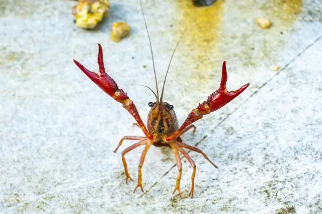 杭州男被小龍蝦刺傷「3天後多重器官衰竭亡」！醫揭「致命關鍵」