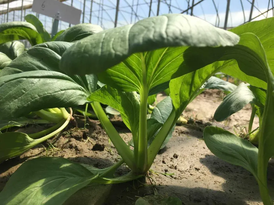 青菜界「混血兒」！醫曝2成分降血脂　還能促腸蠕動