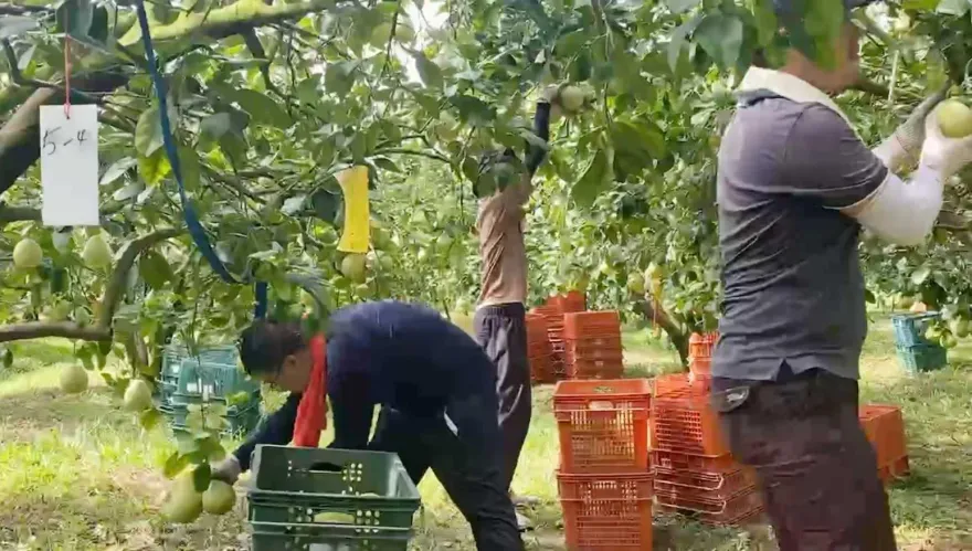 影/趕在海葵前！雲林柚農「只剩半天」搶收文旦　壯丁全動員