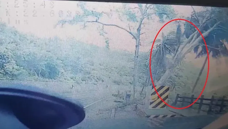 海葵颱風/花東公路樹倒驚險一刻！強風一吹「啪一聲斷了」　台東成功現況曝